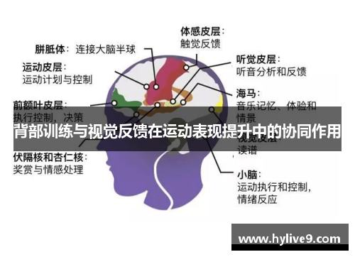 背部训练与视觉反馈在运动表现提升中的协同作用