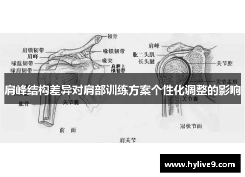 肩峰结构差异对肩部训练方案个性化调整的影响